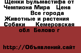 Щенки Бульмастифа от Чемпиона Мира › Цена ­ 1 000 - Все города Животные и растения » Собаки   . Кемеровская обл.,Белово г.